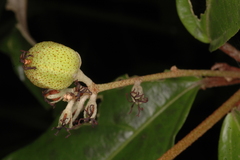 Croton zeylanicus